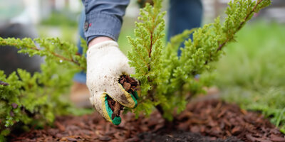 aanplantingen